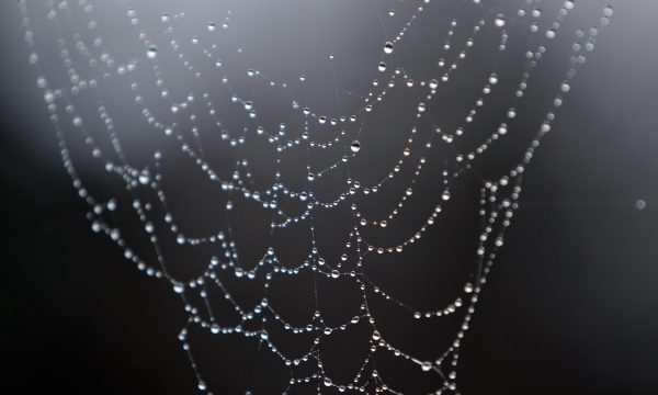 情色五月天导航站的内容分类界面截图，整齐排列的卡片网格展示各类内容入口，配色深沉克制，金色标签点缀其中，体现出专业信息整理平台的视觉质感